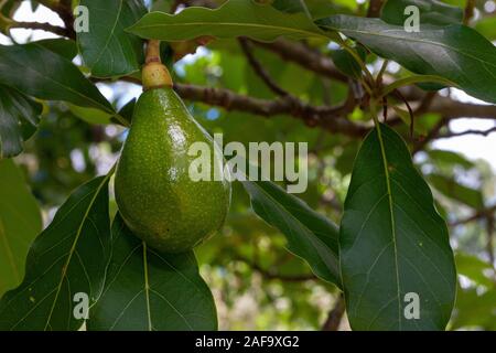 food background with fresh avocado, avocado tree leaves and wooden cutting  board. Harvest concept Stock Photo by lblinova