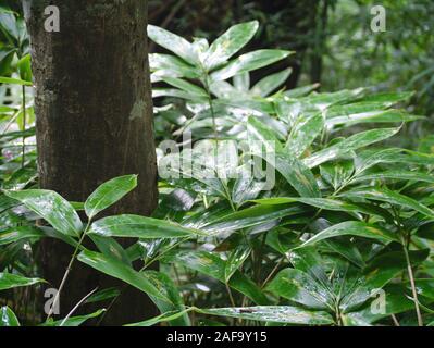 Wet Sasaya (Bamboo) leaves after rainfall in a Japanese forest Stock Photo