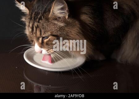 close-up of a beautiful norwegian forest cat drinking milk out of a saucer in dim light. long tongue out. Stock Photo