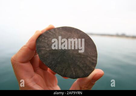 Close up shot of a hand holding a Eccentric sand dollar at Los Angeles, California Stock Photo