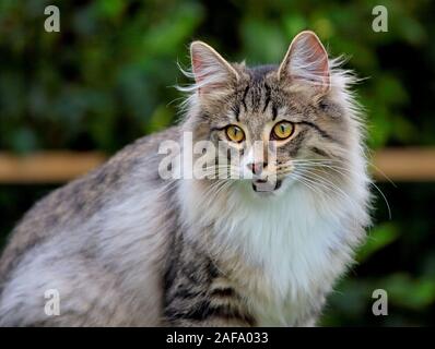 A norwegian forest cat male with his mouth open Stock Photo