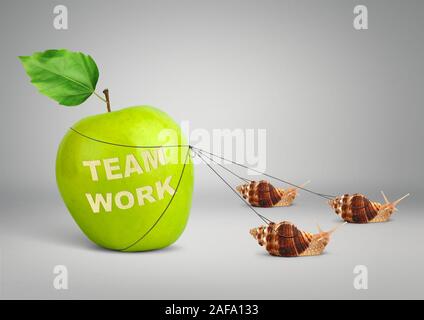 Team work concept, group of snails pulling apple Stock Photo