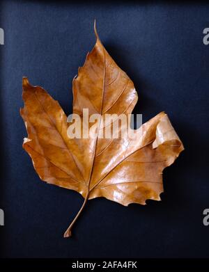 single dry maple leaf on blue background Stock Photo