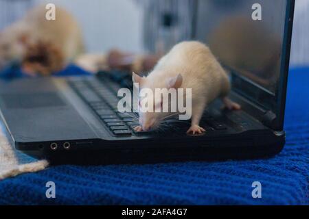 White rat on a computer keyboard. hacker and hacking sites. computer mouse. symbol of chinese new year Stock Photo