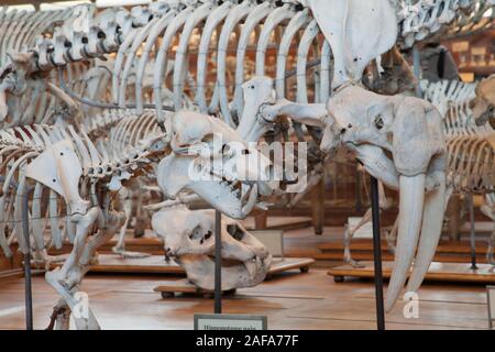 Skeletons inside the Gallery of Paleontology and Comparative Anatomy in Paris Stock Photo