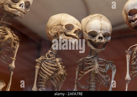 The skeletons of human infants in the Gallery of Paleontology and Comparative Anatomy in Paris Stock Photo