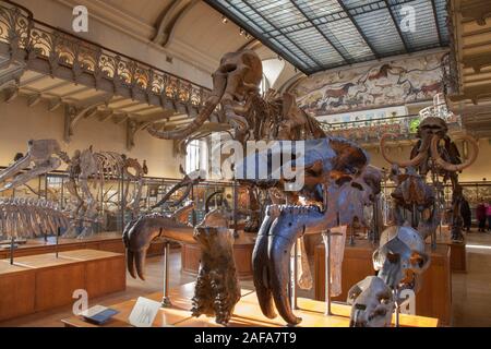 The Gallery of Paleontology and Comparative Anatomy in Paris Stock Photo