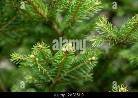 Close-up of fir tree branches with young cones growing in the Bulgarian forest. Stock Photo