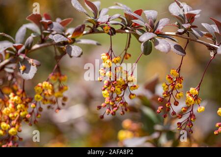 Blooming branch at spring garden against unfocused green grass background in Bulgaria. Stock Photo