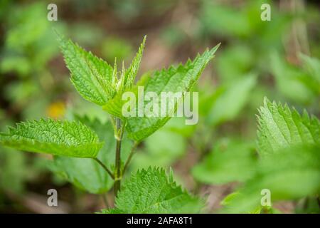 A stalk of young nettles in the Bulgerian forest. Stock Photo