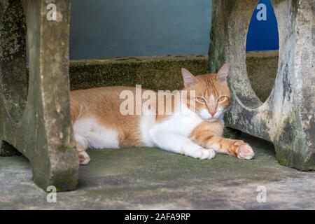 Red and white beautiful well-fed cat resting and sleeping on the street under a bench in Thailand. hiding from the heat of the street. Stock Photo