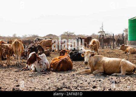 Cattle herding at remote area beside Sowa pan(Sua pan), Makgadikgadi pans, Botswana, Southern Africa, Africa Stock Photo