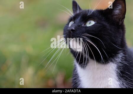 black domestic cat portrait in outdoor winter park Stock Photo