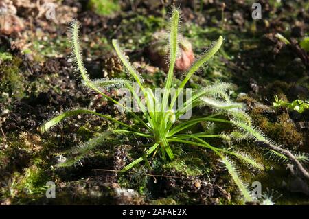 Sydney Australia, sundew plant with sticky mucilage to catch insects Stock Photo