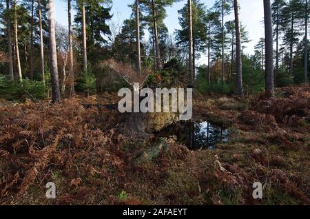 View of fallen tree in Boldrwood,New Forest and water pond Stock Photo