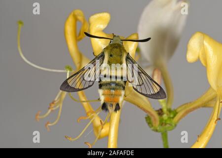 Narrow-bordered Bee Hawk Moth (Hemaris tityus clinging to honeysuckle flower, Wales, June Stock Photo