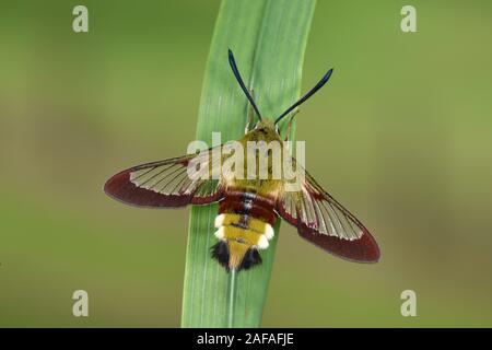 Broad-bordered Hawk Moth (Hemaris fuciformis) adult resting on leaf, Wales, August Stock Photo