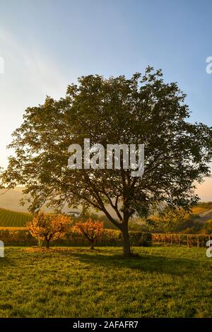 Vertical view of a big oak tree at sunset in autumn, Langhe vineyard hills, Unesco World Heritage Site, Alba, Cuneo province, Piedmont, Italy Stock Photo