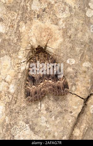 Copper Underwing Moth (Amphipyra pyramidea) at rest on tree trunk, Wales, July