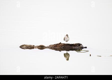 Spotted sandpiper Actitis macularia resting on a rotting log, B.A. Steinhagen Lake, Martin Dies Jr. State Park, Texas, USA, December 2017 Stock Photo