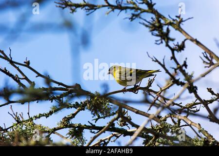 Eurasian siskin Carduelis spinus perched in a tree, Blashford Lakes Nature Reserve, Hampshire and Isle of Wight Wildlife Trust Reserve, Ellingham, nea Stock Photo