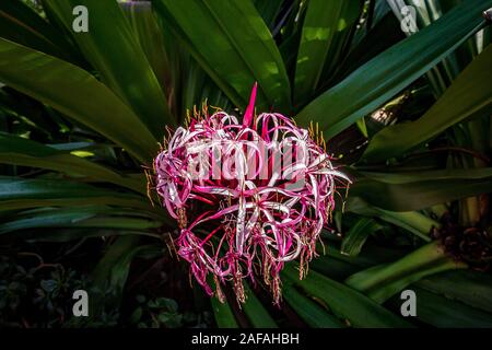 MIAMI, FLORIDA, USA, NOVEMBER 27, 2019 : exteriors and gardens of villa Vizcaya, in Miami, Florida, united states, november 27, 2019 Stock Photo