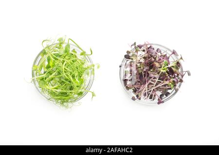 Healthy colored microgreens in plates isolated on white Stock Photo