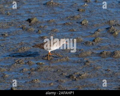 Common redshank Tringa totanus probing in coastal mud for food, Lymington and Keyhaven Marshes, Hampshire and Isle of Wight Wildlife Trust Reserve, Ly Stock Photo