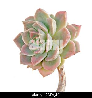 Hen and Chicks plant isolated on white background Stock Photo
