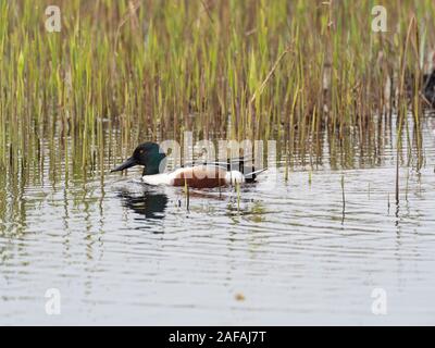Northern shoveler Anas clypeata male amongst emerging reeds, from Tor View Hide, Ham Wall RSPB Reserve, part of the Avalon Marshes, Somerset Levels an