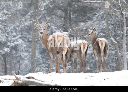 Red deer stag and does standing in the falling snow in Canada Stock Photo