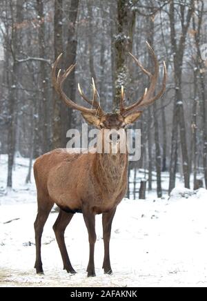Red deer stag with large antlers standing in the autumn forest in Canada Stock Photo