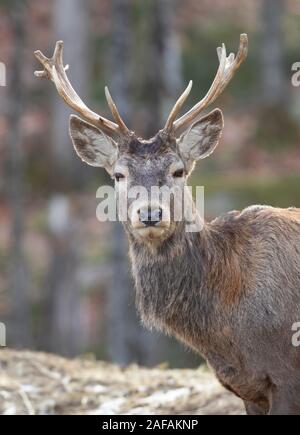 Red deer stag standing in the autumn forest in Canada Stock Photo