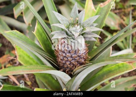 Growing ananas, pineapple plant close up  Stock Photo