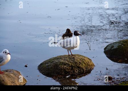 A Black-headed gull (Chroicocephalus ridibundus) is standing on a rock in the water in the winter sunlight Stock Photo