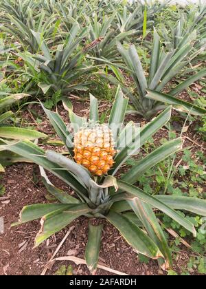 Growing ananas, pineapple plant close up  Stock Photo