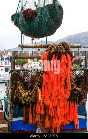 Unloading red algae, fishing harbor of Saint-Jean de Luz, Pyrénées-Atlantiques, France Unloading red algae, fishing harbor of Saint-Jean de Luz, Pyrénées-Atlantiques, France