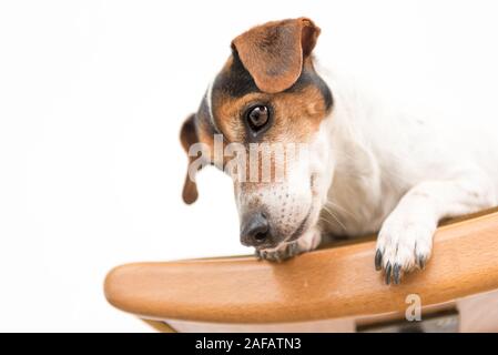 little cute Jack Russell dog is lying obediently on a chair. Background is white isolated Stock Photo