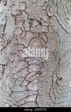 Dry tree bark texture background Stock Photo