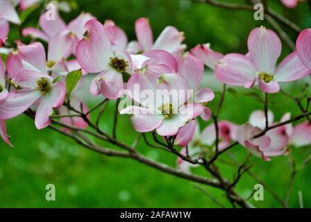 Pink Cornus florida rubra tree also known as pink flowering dogwood tree Stock Photo