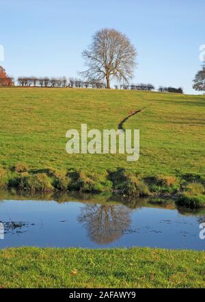 A view across a grassy meadow with lone tree and reflection in small pond in the countryside at Surlingham, Norfolk, England, United Kingdom, Europe. Stock Photo