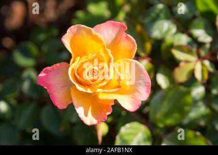 Beautiful pink rose flower in a garden Stock Photo