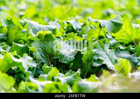 Many cabbage plants on an agricultural field for market gardening, back lit by evening sunlight. Closeup, selective focus with background blur Stock Photo