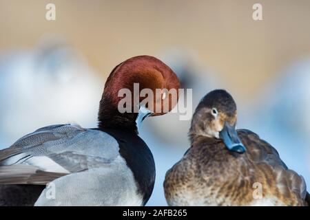 A pair of Redhead Ducks on a late autumn day Stock Photo