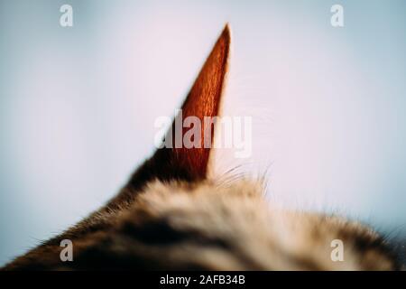Extremely cute cat sleeping on the cat tree detail on the hairy ears - carefully and surveillance hearing Stock Photo