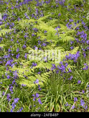 Suffolk bluebell wood in Spring Stock Photo