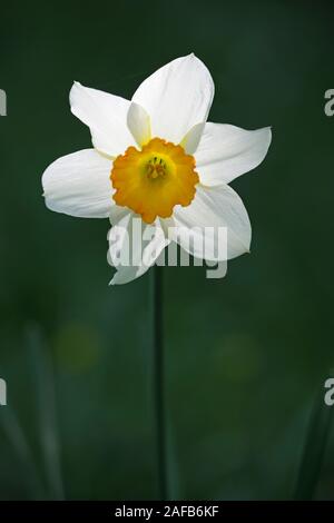 Osterglocke Narzissen (Narcissus pseudonarcissus) Stock Photo