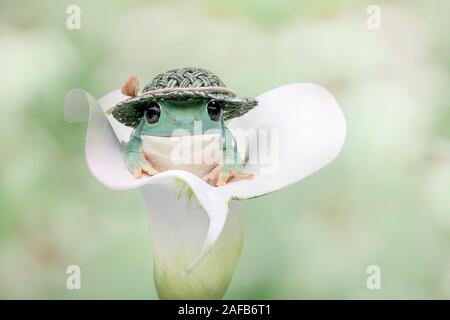 White's tree frog sitting in a whilte Lilly with a green straw hat on it's head. Stock Photo