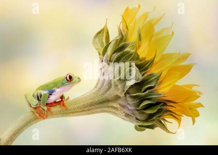 Red Eyed Tree Frog sitting on a stem of Sunflower Stock Photo