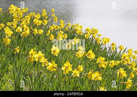 gelbe Osterglocken, Narzissen (Narcissus) im Gegenlicht Stock Photo
